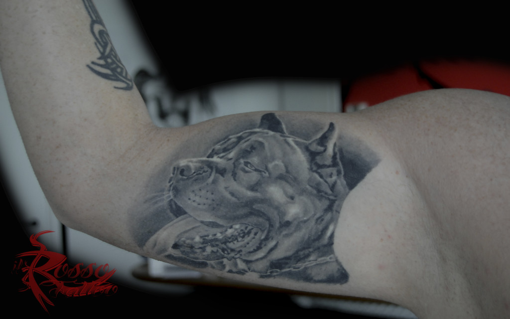 Cane corso realistico in bianco e nero tatuato nell'interno braccio. Eseguito dua anni fa!!